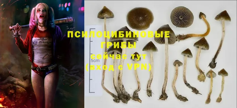 продажа наркотиков  Кингисепп  Псилоцибиновые грибы MAGIC MUSHROOMS 